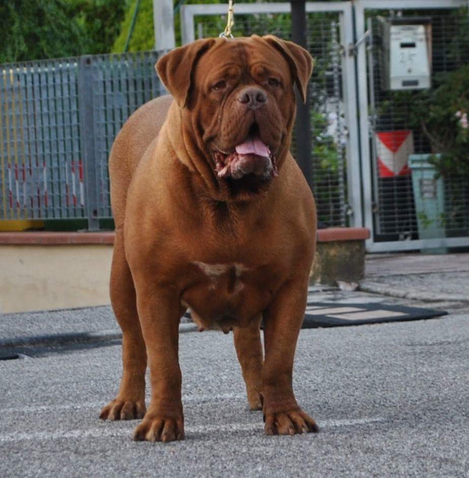 namibia bordeaux red forest - dogue del monticano