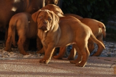 cuccioli-dogue-de-bordeaux-namibia-254
