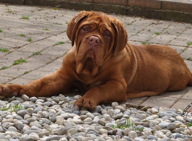 Dogue del Monticano - Dogue de Bordeaux breeding kennel