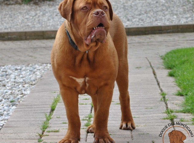 Dogue del Monticano - Dogue de Bordeaux breeding kennel