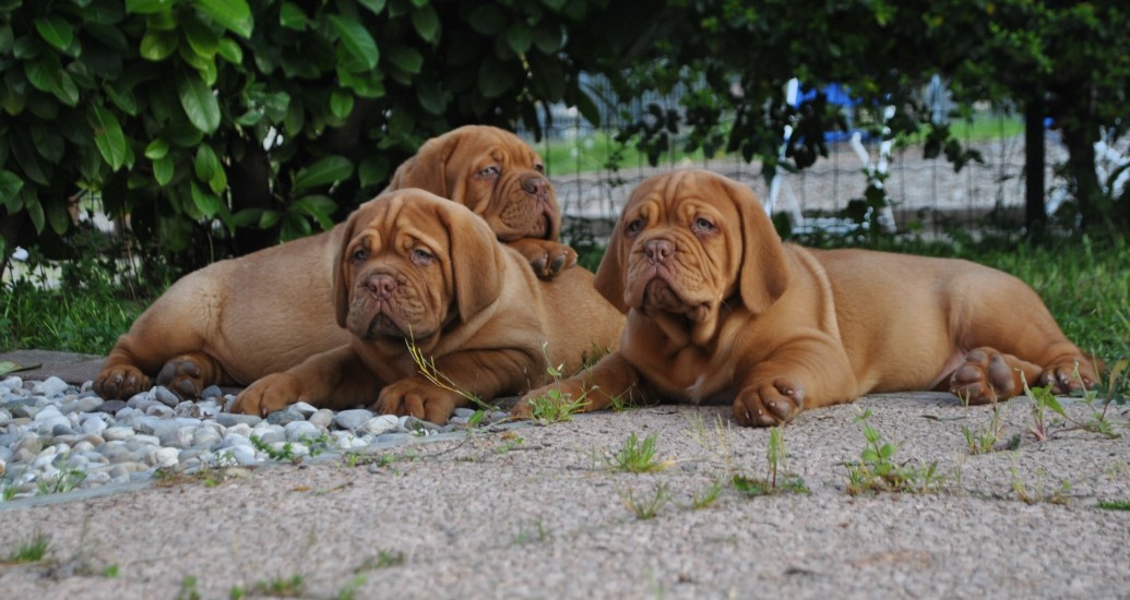 New puppies of Dogue de Bordeaux - January 2016