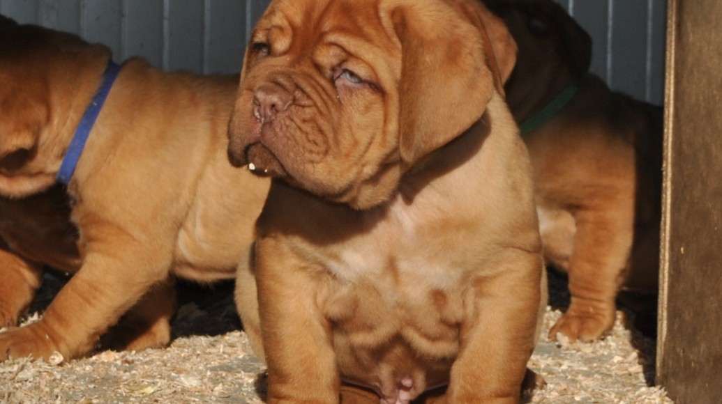 Nuovi cuccioli di Dogue De Bordeaux – 11 Dicembre 2016