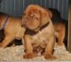 Nuovi cuccioli di Dogue De Bordeaux – 11 Dicembre 2016