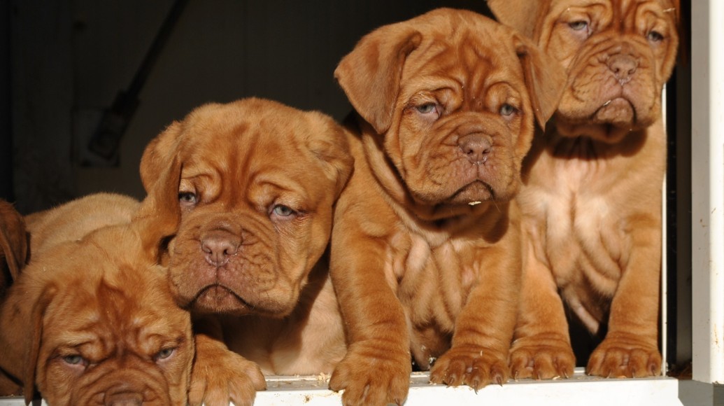 Nuovi cuccioli di Dogue De Bordeaux - 24 Ottobre 2016