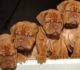 Nuovi cuccioli di Dogue De Bordeaux - 24 Ottobre 2016